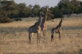 S giraffe trio